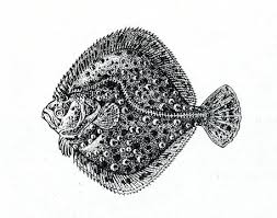 Image result for Scophthalmus maximus