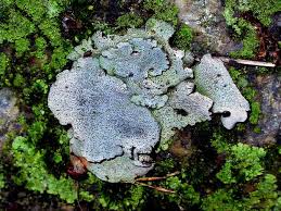 Attēlu rezultāti vaicājumam “Dermatocarpon miniatum”