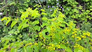 Attēlu rezultāti vaicājumam “Danthonia decumbens fruit”
