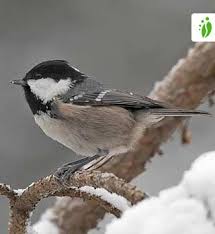 Attēlu rezultāti vaicājumam “Periparus ater”