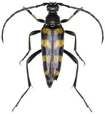 Attēlu rezultāti vaicājumam “Leptura quadrifasciata”