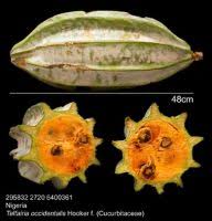 Attēlu rezultāti vaicājumam “Saxifraga tridactylites fruit”