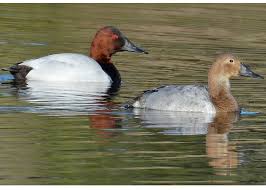 Image result for Aythya valisineria