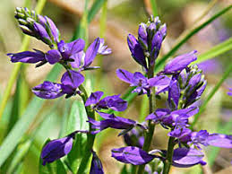 Attēlu rezultāti vaicājumam “Polygala vulgaris leaf”