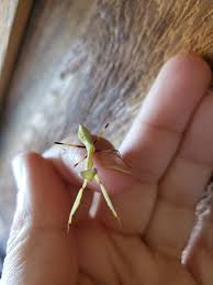 Attēlu rezultāti vaicājumam “Yponomeuta evonymella imago”