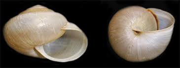 Attēlu rezultāti vaicājumam “Fruticola fruticum”