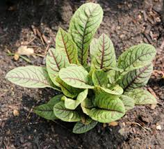 Image result for Rumex sanguineum