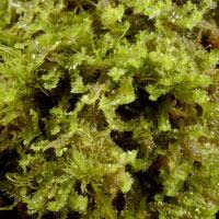 Attēlu rezultāti vaicājumam “Lophozia longiflora”