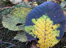 Attēlu rezultāti vaicājumam “Mycosphaerella ulmi”