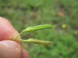 Attēlu rezultāti vaicājumam “Oxalis corniculata fruit”