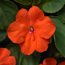 Image result for Impatiens walleriana