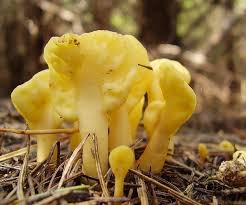 Attēlu rezultāti vaicājumam “Spathularia flavida”