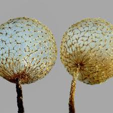 Attēlu rezultāti vaicājumam “Cribraria sp.”