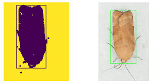 Attēlu rezultāti vaicājumam “Noctua fimbriata larva”