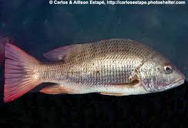 Image result for Lutjanus novemfasciatus