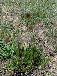 Attēlu rezultāti vaicājumam “Pulsatilla pratensis fruit”