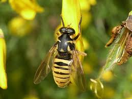Attēlu rezultāti vaicājumam “Temnostoma vespiforme”