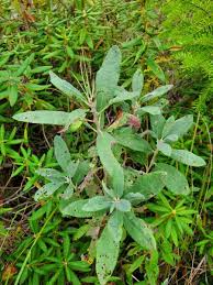 Attēlu rezultāti vaicājumam “Rhododendron canadense”