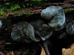 Attēlu rezultāti vaicājumam “Chlorencoelia versiformis”