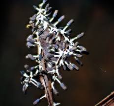 Attēlu rezultāti vaicājumam “Diachea leucopodia”