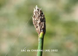 Attēlu rezultāti vaicājumam “Eleocharis uniglumis fruit”