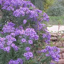 Image result for Aster novi-belgii