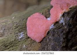 Attēlu rezultāti vaicājumam “Dictydiaethalium plumbeum young”