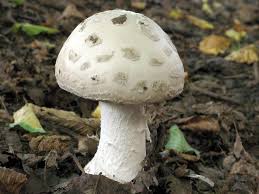 Attēlu rezultāti vaicājumam “Amanita strobiliformis”