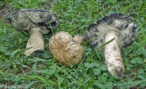 Attēlu rezultāti vaicājumam “Gyroporus cyanescens”