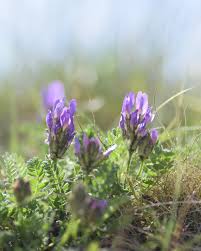 Attēlu rezultāti vaicājumam “Astragalus danicus leaf”
