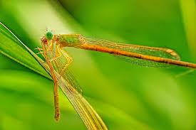 Attēlu rezultāti vaicājumam “Nehalennia speciosa”