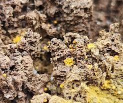 Attēlu rezultāti vaicājumam “Oligonema favogineum spores”