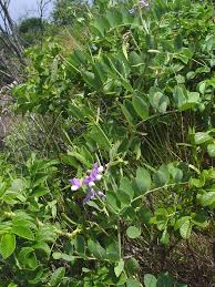 Attēlu rezultāti vaicājumam “Lathyrus japonicus subsp. maritimus flower”