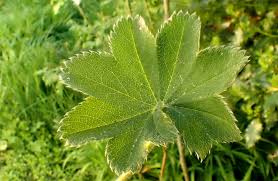 Attēlu rezultāti vaicājumam “Alchemilla subcrenata”