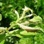 Attēlu rezultāti vaicājumam “Salix aurita flower”