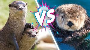 Image result for Eltham Otters