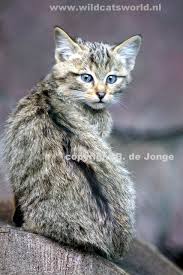 Attēlu rezultāti vaicājumam “Felis silvestris catus juvenile”