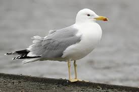 Image result for Larus cachinnans