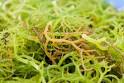 TLC Cooking "What is carrageenan?"
