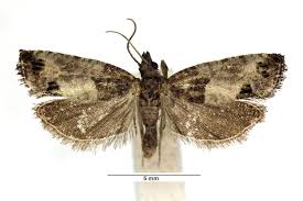 Attēlu rezultāti vaicājumam “Spilonota ocellana”