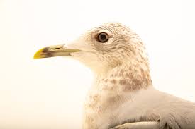 Attēlu rezultāti vaicājumam “Larus canus”