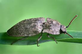 Attēlu rezultāti vaicājumam “Agrypnus murinus”