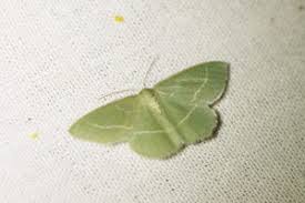 Attēlu rezultāti vaicājumam “Chlorissa viridata”