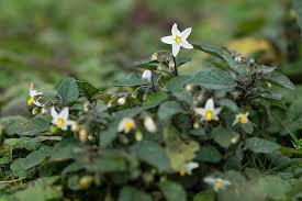 Attēlu rezultāti vaicājumam “Solanum nigrum flower”