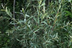 Attēlu rezultāti vaicājumam “Salix purpurea”