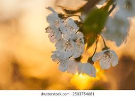 Attēlu rezultāti vaicājumam “Cerasus flower”