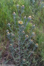 Attēlu rezultāti vaicājumam “Carlina biebersteinii leaf”