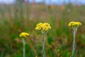 Attēlu rezultāti vaicājumam “Helichrysum arenarium flower”