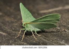 Attēlu rezultāti vaicājumam “Geometra papilionaria”