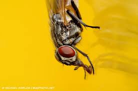 Attēlu rezultāti vaicājumam “Muscidae”